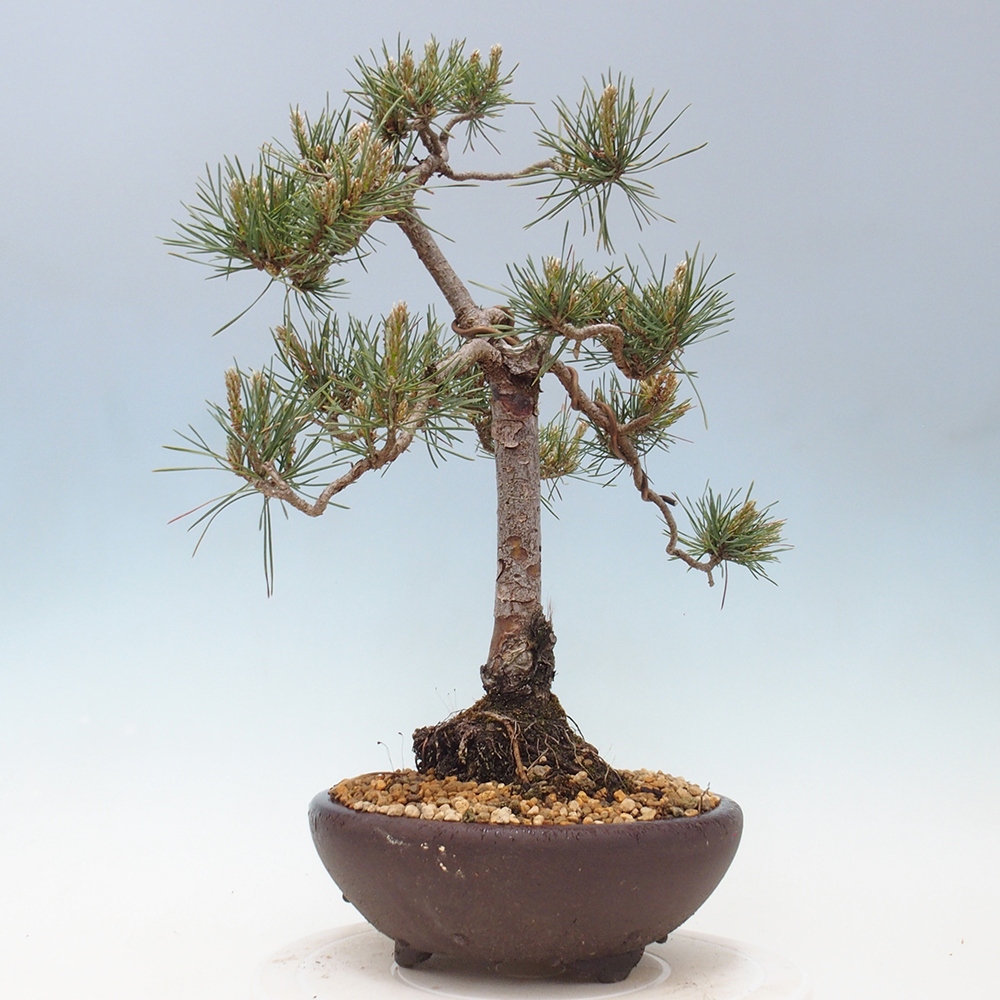 Bonsai da esterno - Pinus Sylvestris Watererri - Pino silvestre