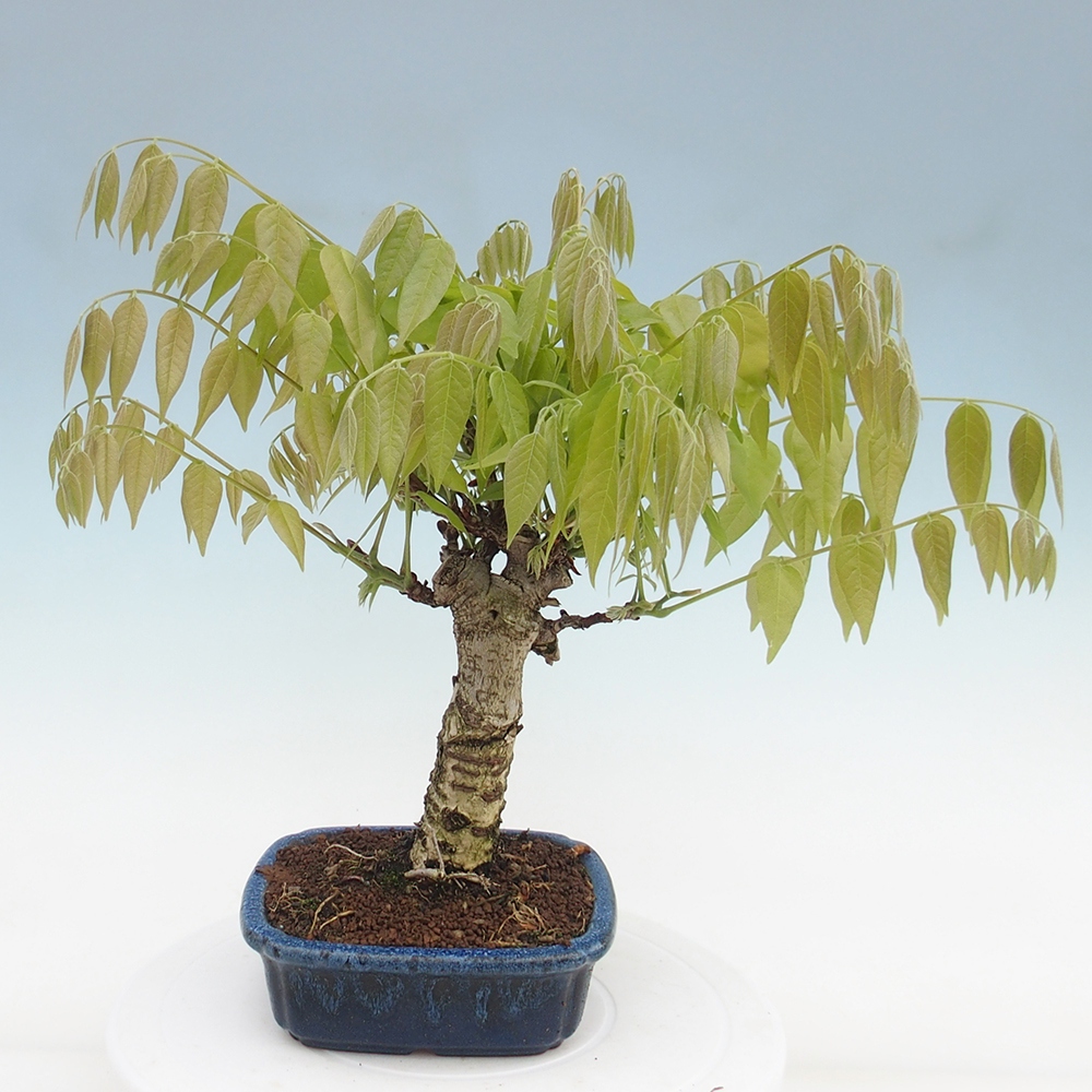 Bonsai da esterno - Glicine floribunda