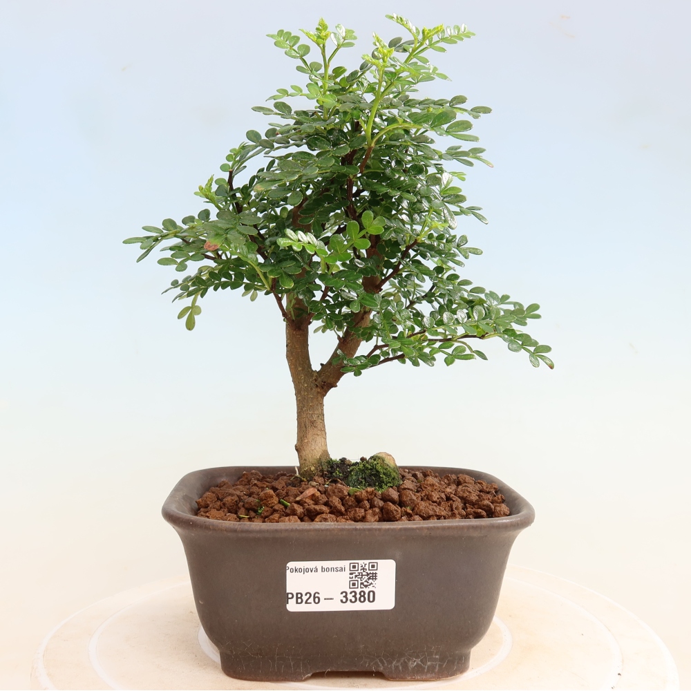 Camera bonsai - Zantoxylum piperitum - albero del pepe