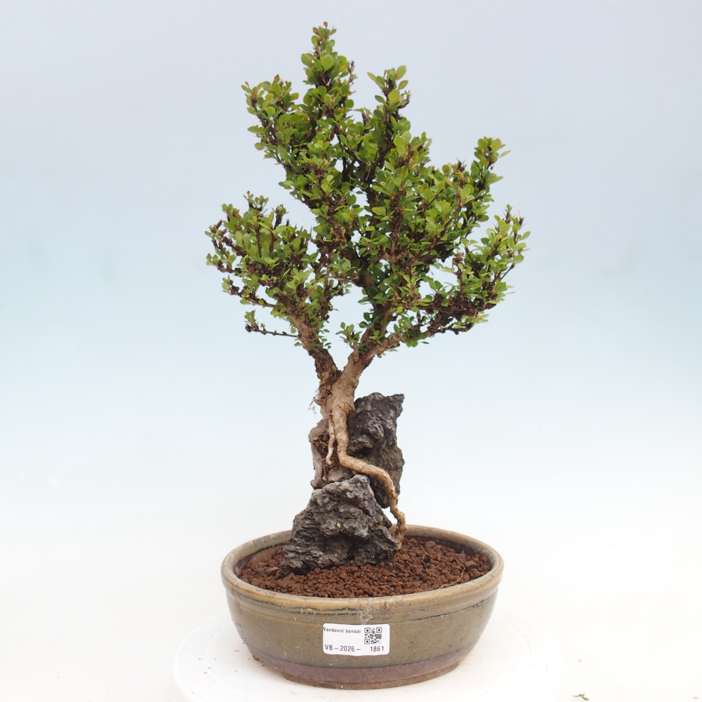 Bonsai da esterno - Berberis coreana