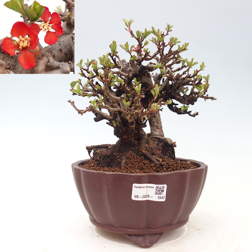 Bonsai da esterno - Chaneomeles speciosa - Cotogno