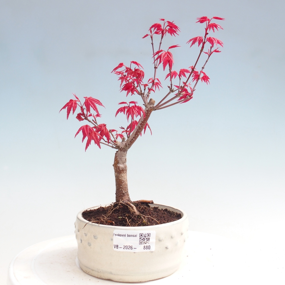 Bonsai da esterno - Acer palmatum DESHOJO