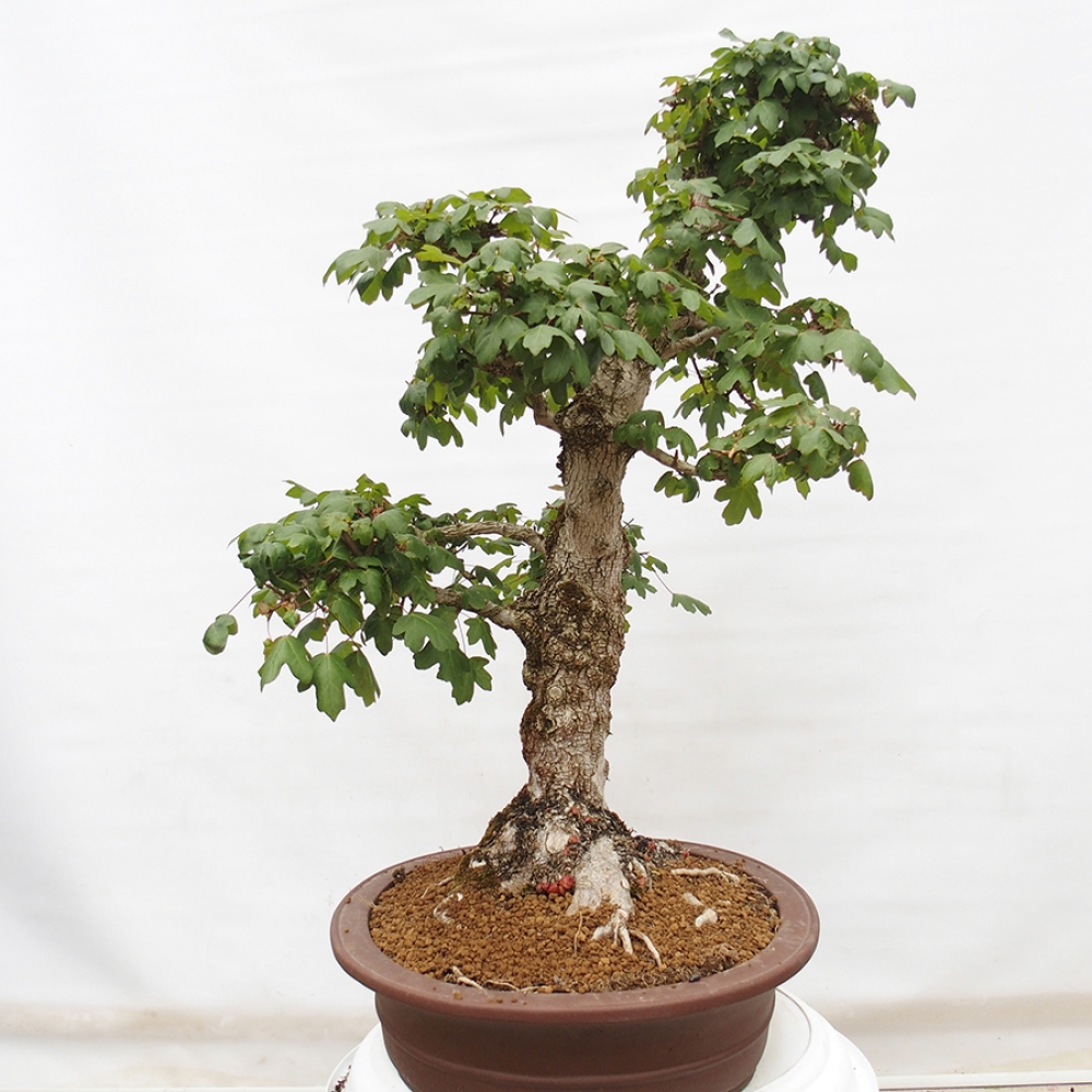 Bonsai da esterno -Javor babyka - Acer campestre
