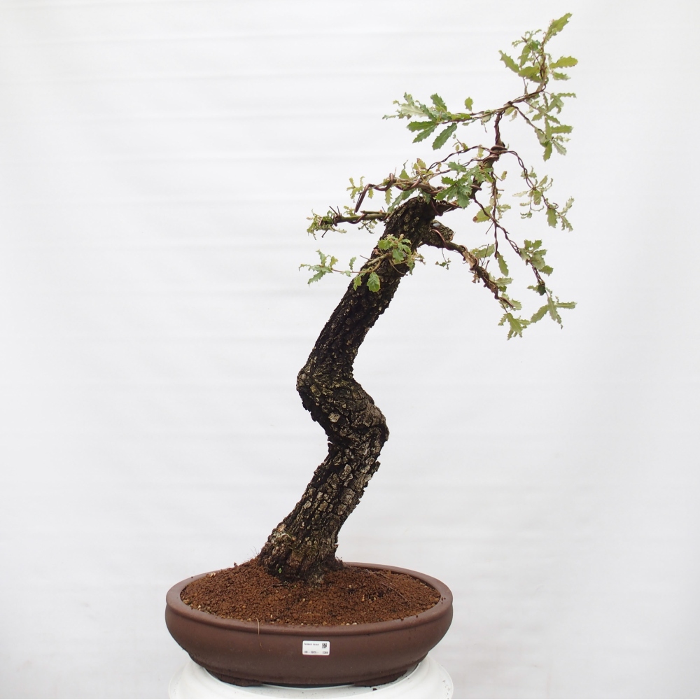 Yamadori - Quercus Ilex - Agrifoglio di quercia