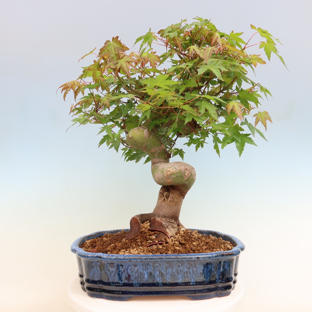 Bonsai da esterno - Acero Burger - Acer Burgerianum