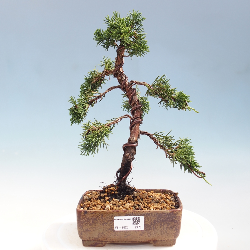 Bonsai da esterno - Juniperus chinensis Kishu