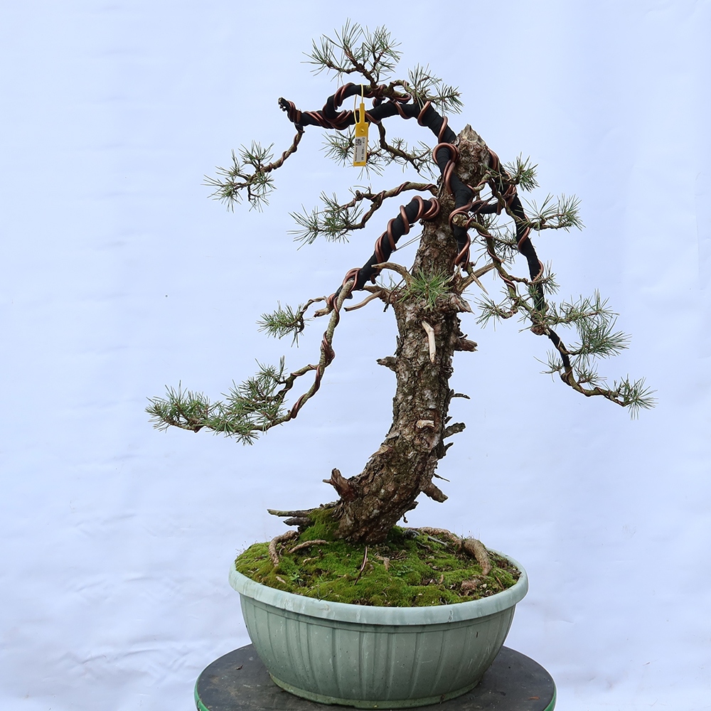 Pinus sylvestris Spagna - pino silvestre