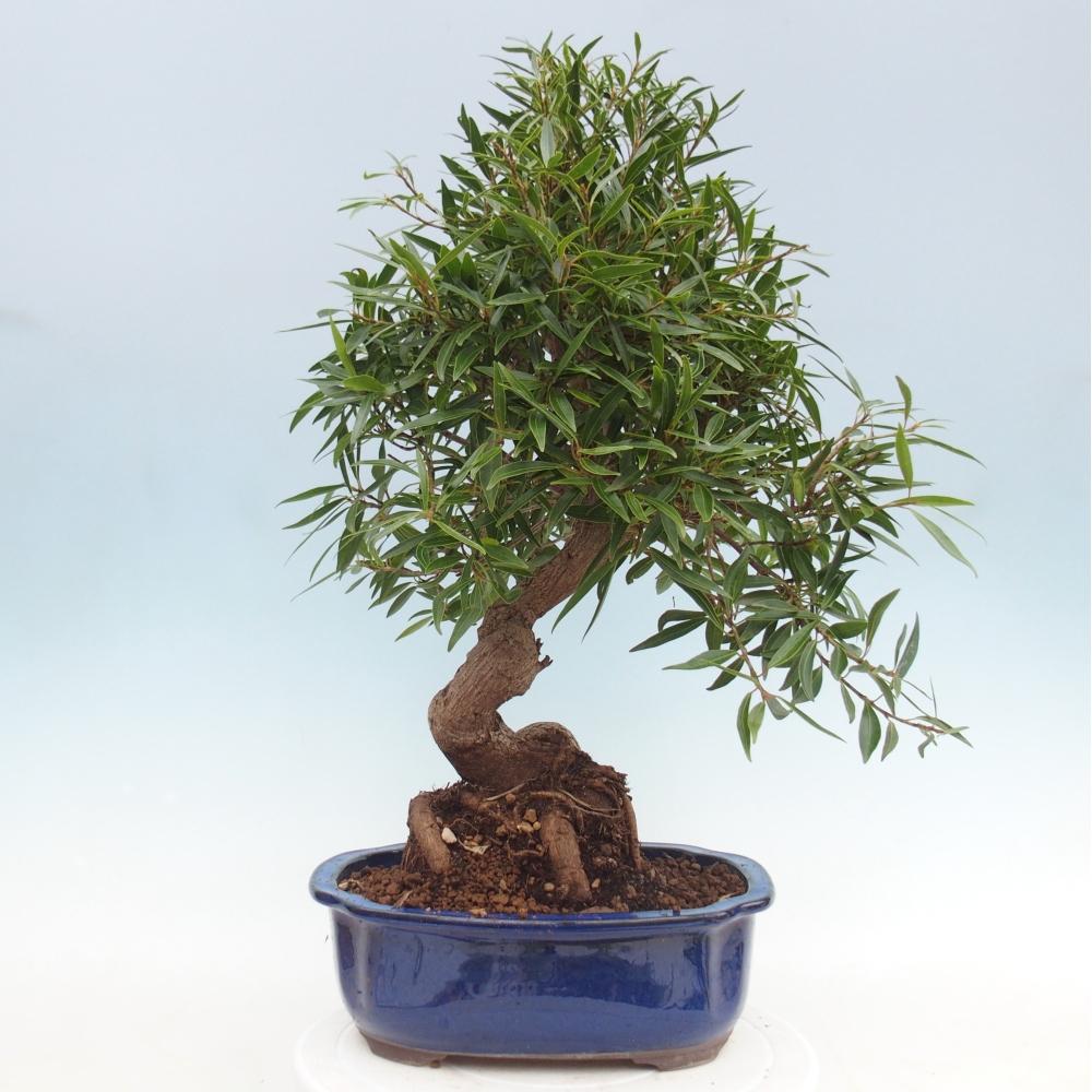 Camera bonsai - Ficus nerifolia - ficus a foglie piccole