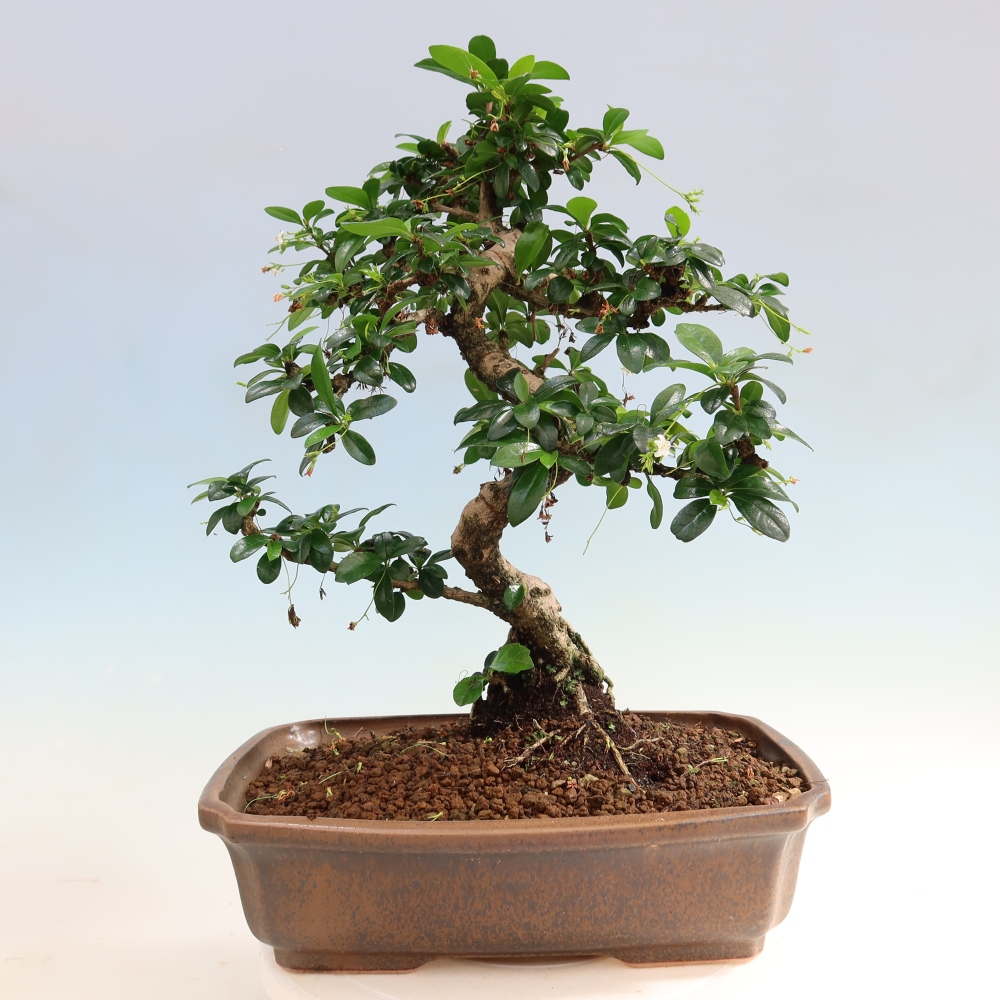 Camera bonsai - Carmona macrophylla - Tea fuki