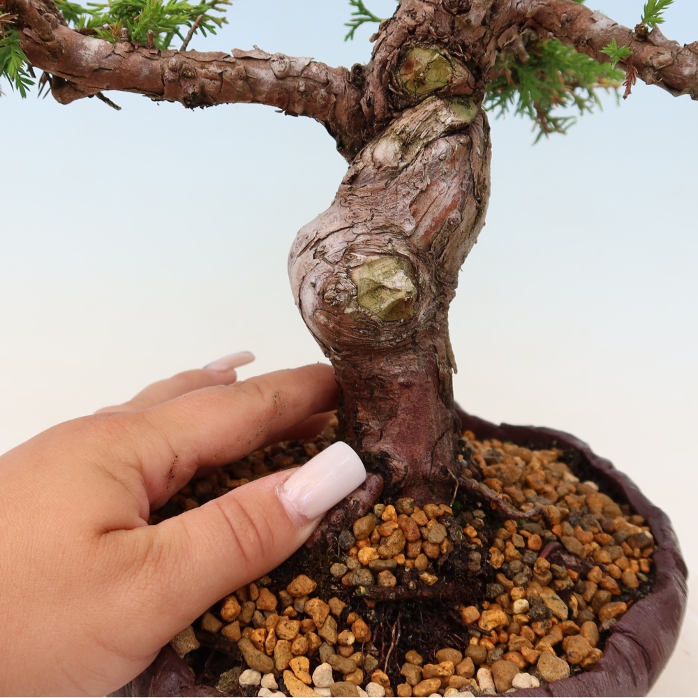 Bonsai da esterno - Juniperus chinensis Itoigawa