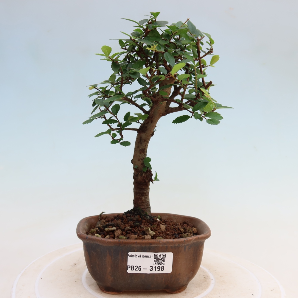 Camera bonsai - Ulmus parvifolia - Olmo a foglie piccole