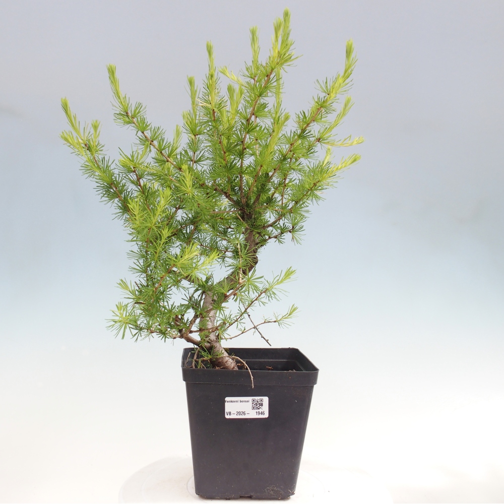 Bonsai da esterno -Larix decidua - Larice