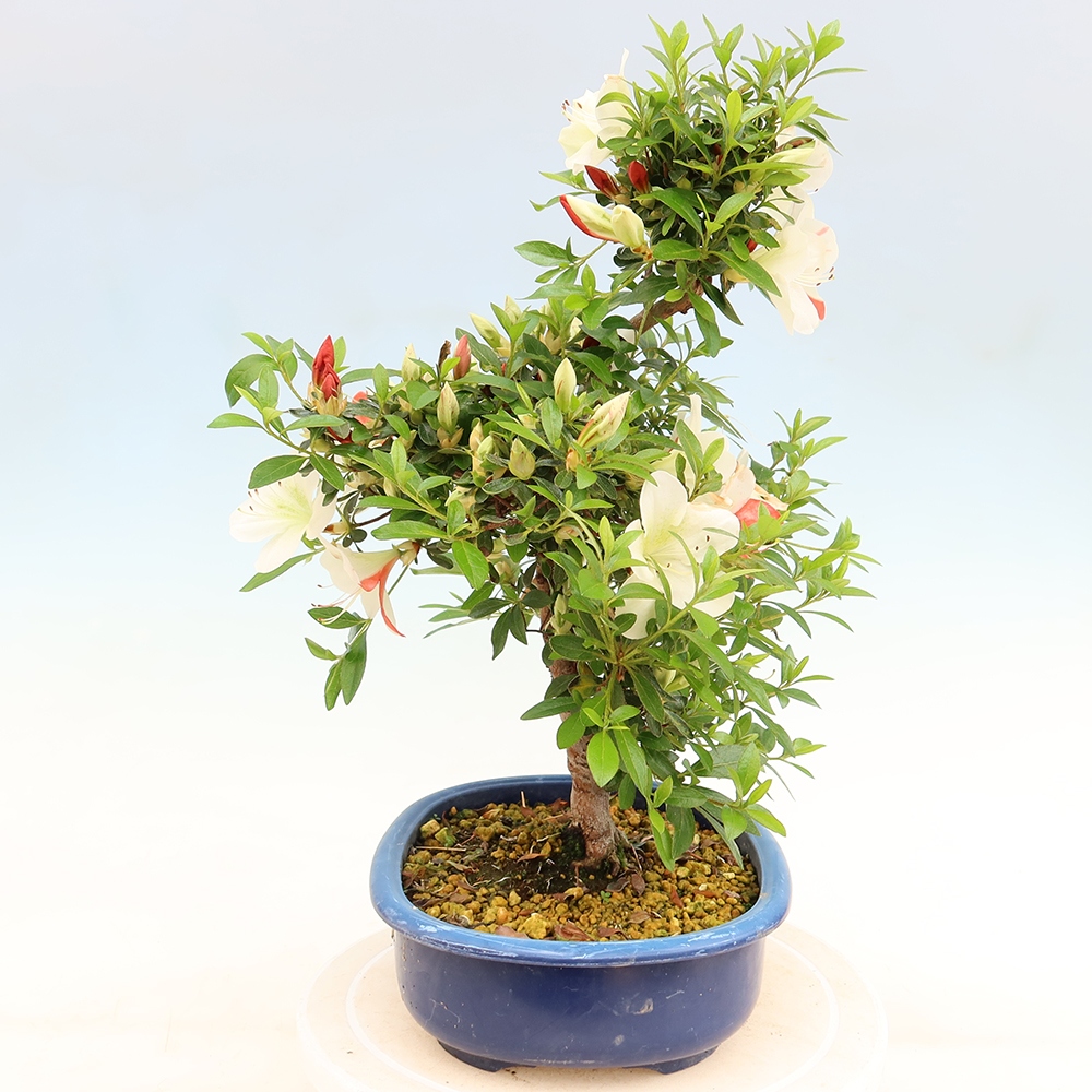 Bonsai da esterno - Azalea giapponese - Azalea Asahi-no-izumi