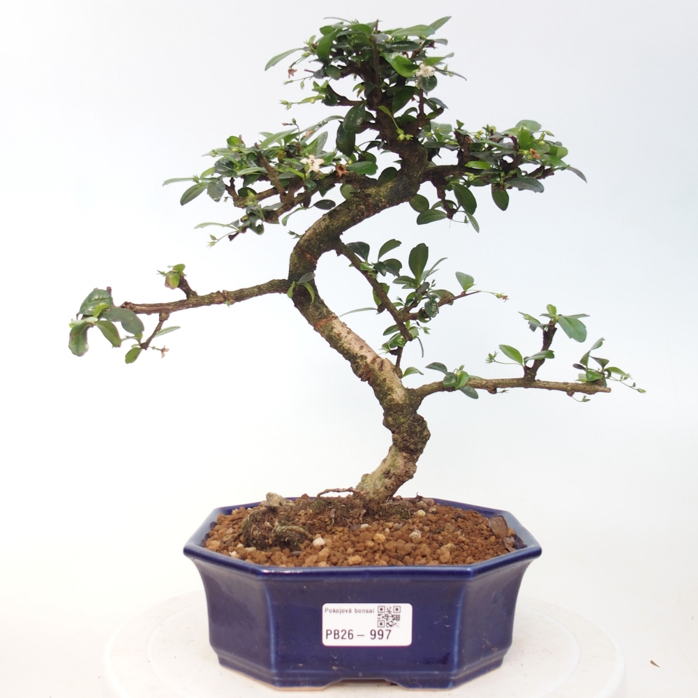Camera bonsai - Carmona macrophylla - Tea fuki