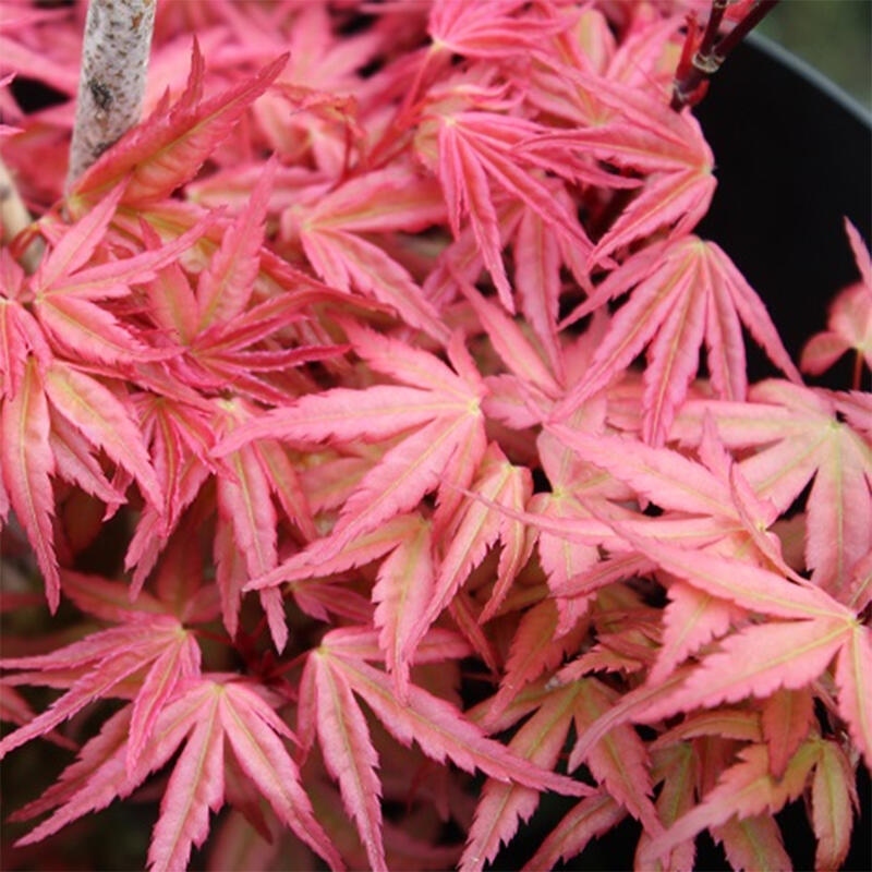 Acero norvegese - Acer palmatum Beni Tsukasa