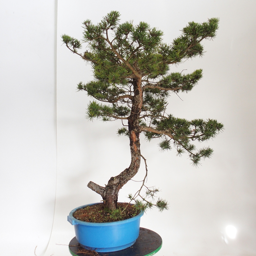 Yamadori - Pinus sylvestris Spagna