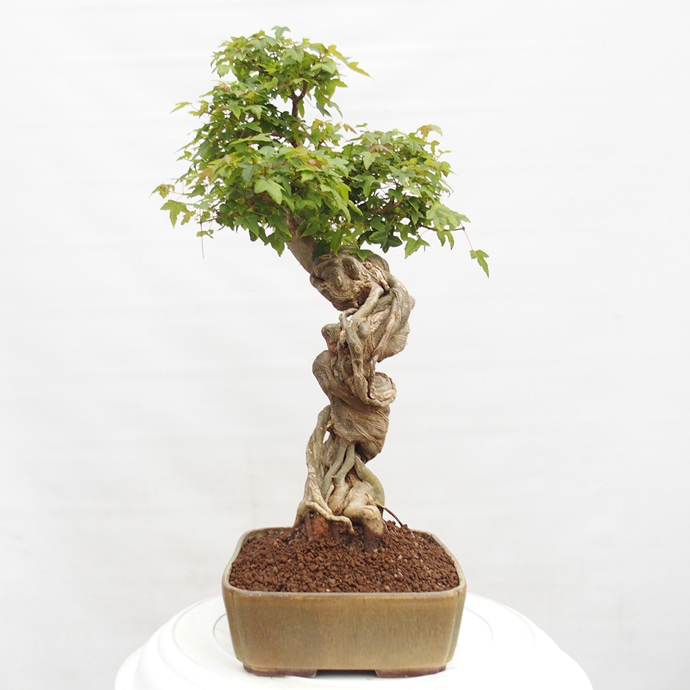 Bonsai da esterno - Acer Buergerianum - Acero di Burger