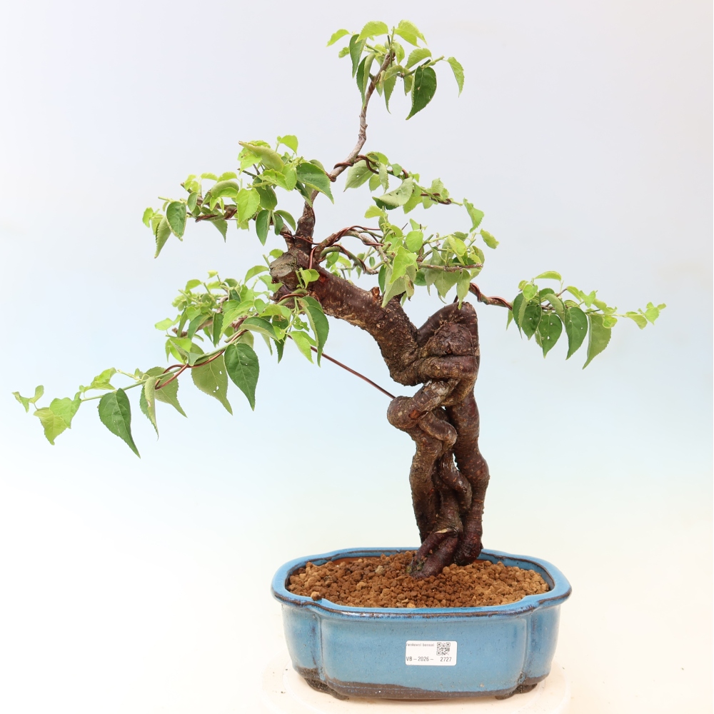 Bonsai da esterno - Albicocco giapponese - Prunus Mume
