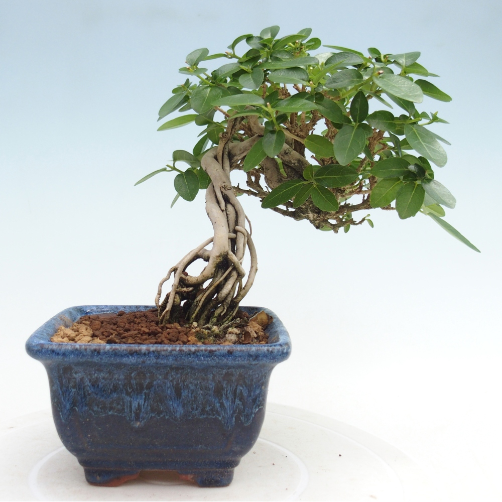 Bonsai da interno - Premna serratifolia - Kozlovna malolista