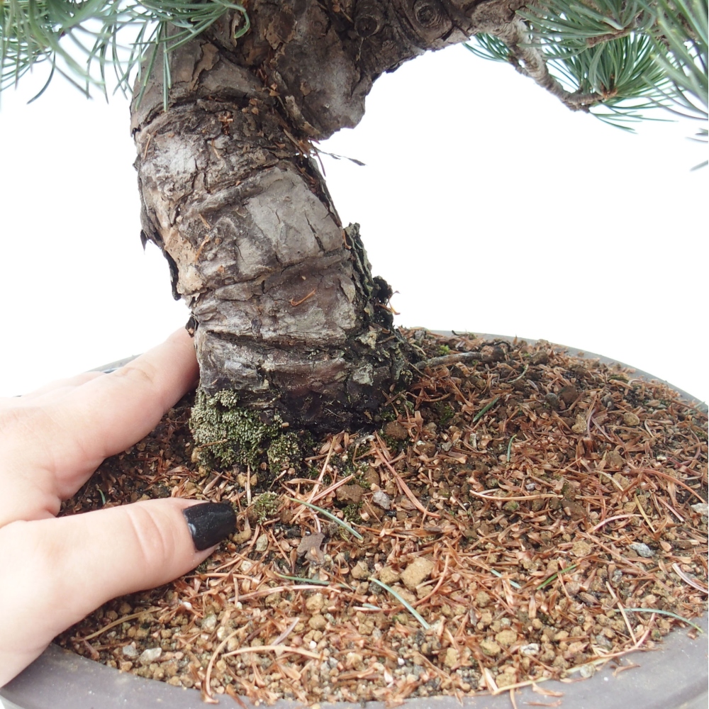 Bonsai da esterno - Pinus parviflora - Pinus parviflora