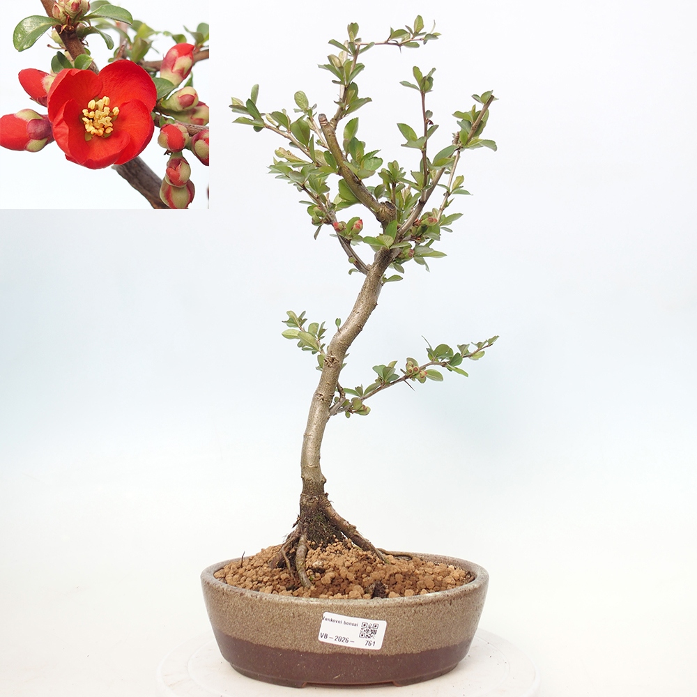 Bonsai da esterno - Chaneomeles sup. Nicoline - Cotogno