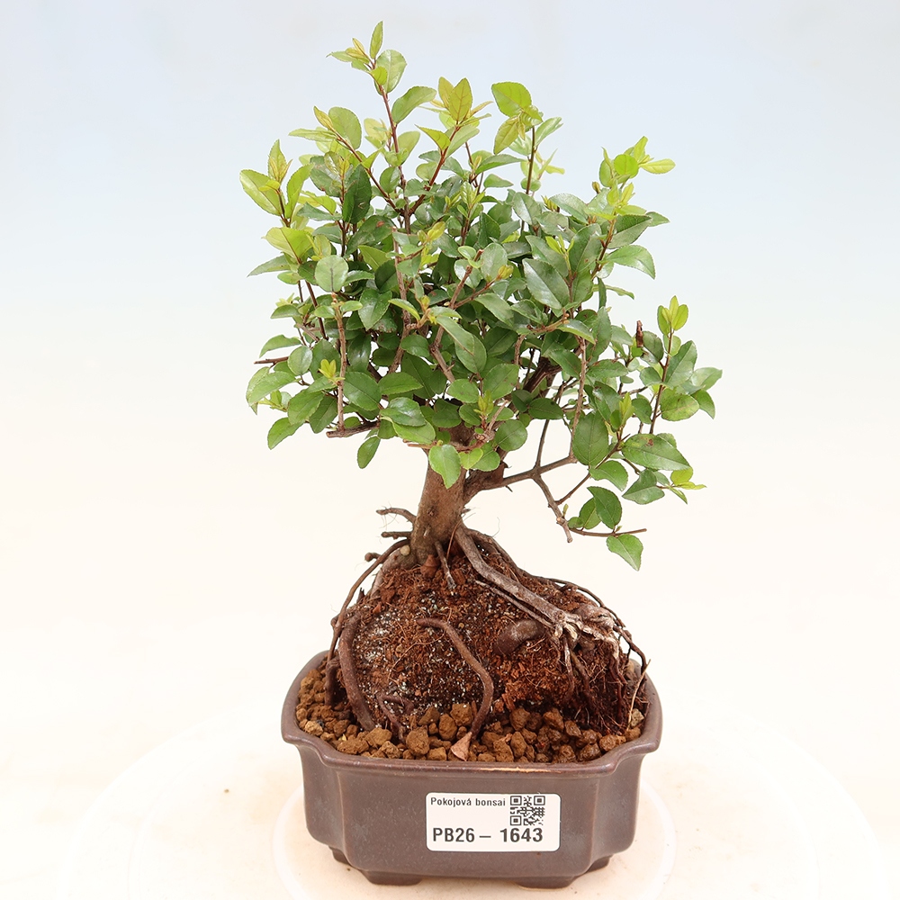 Camera bonsai - Sageretia thea - Sageretia thea