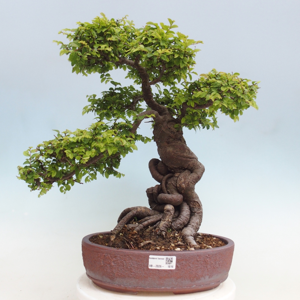 Bonsai da esterno - Ulmus parvifolia Hokkaido - Olmo cinese