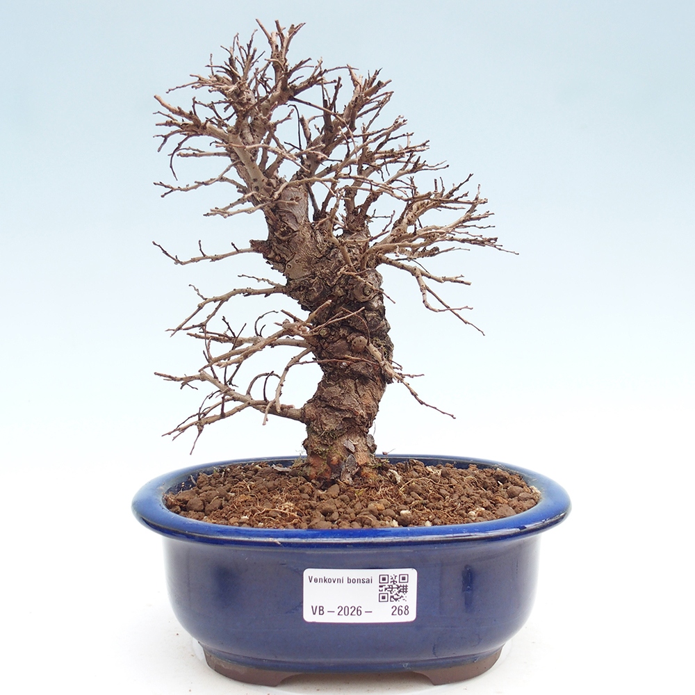 Bonsai da esterno - Zelkova - Zelkova NIRE