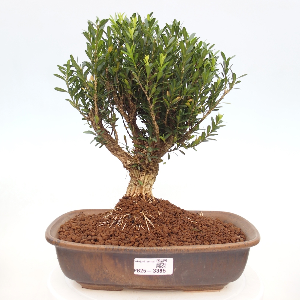 Camera bonsai - Buxus harlandii - buxus da sughero