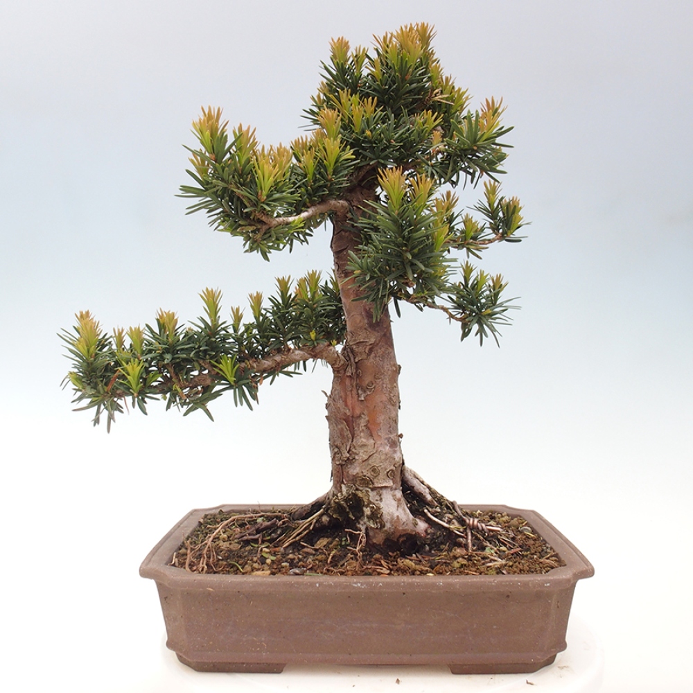 Bonsai da esterno - Taxus cuspidata - Tasso giapponese