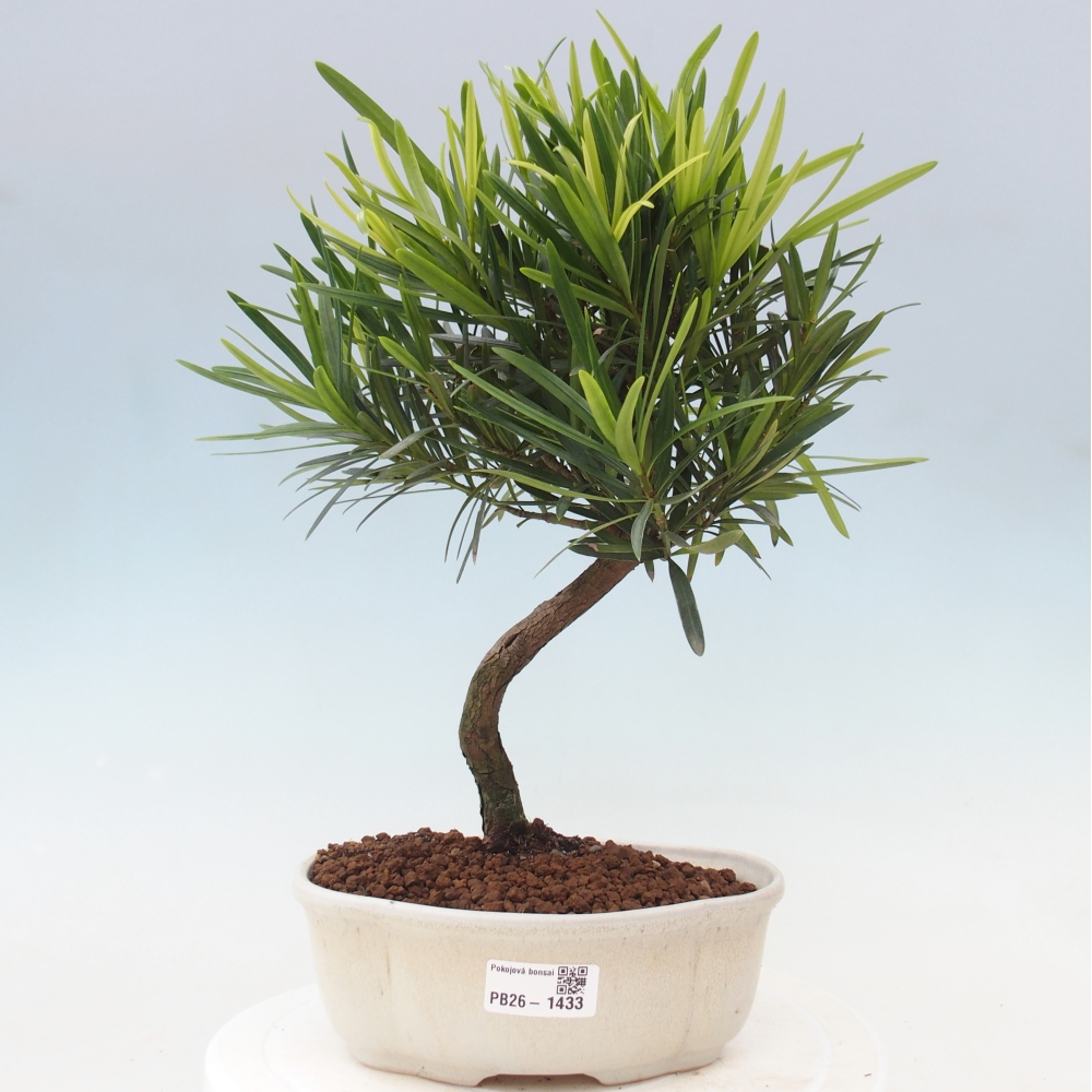 Camera bonsai - Podocarpus - Tasso delle pietre