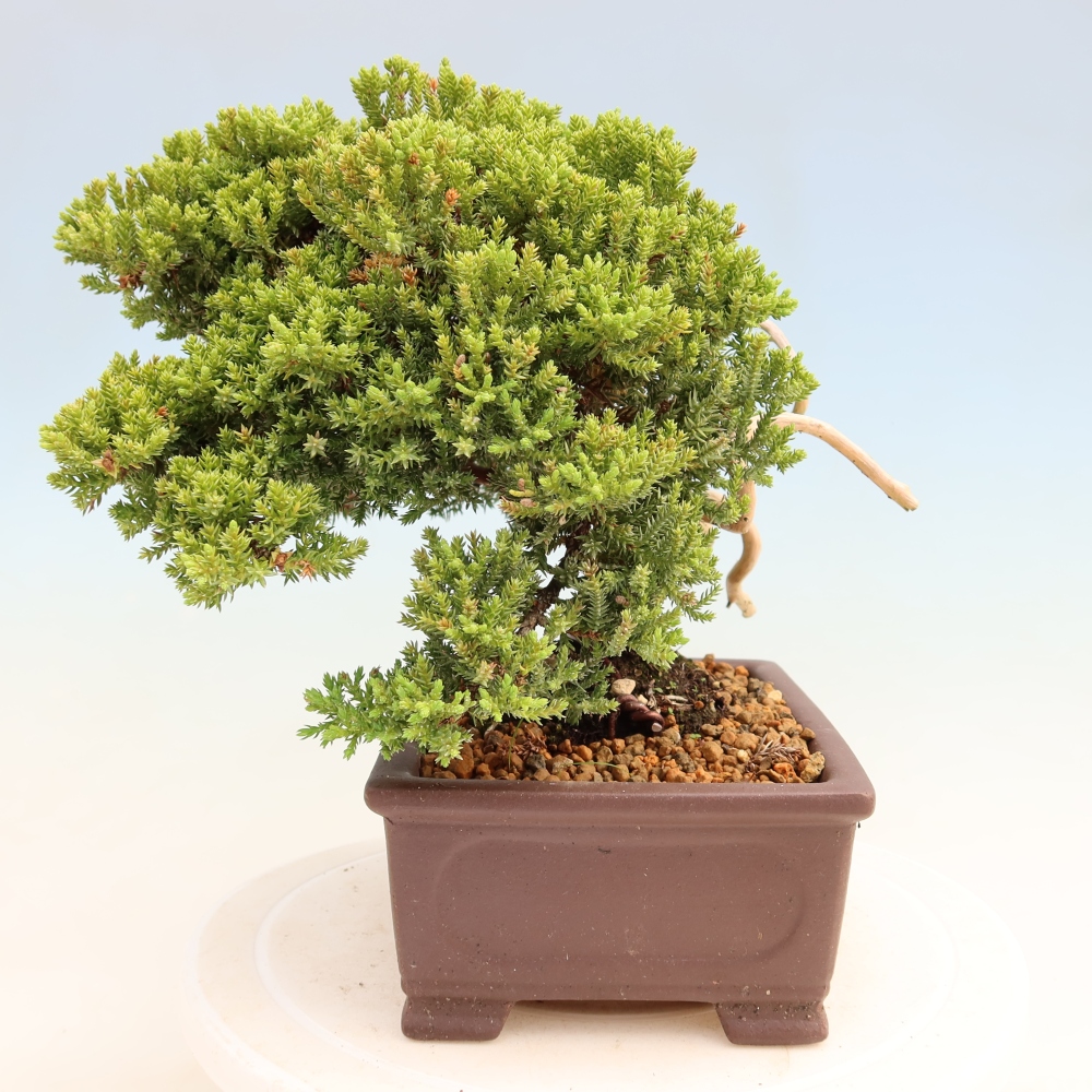Bonsai da esterno - Juniperus procumbens - Juniperus procumbens