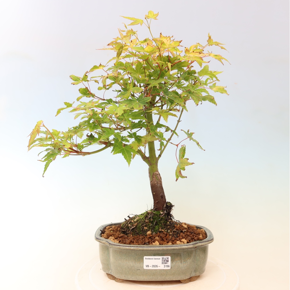 Acer palmatum Aureum - Acero dorato