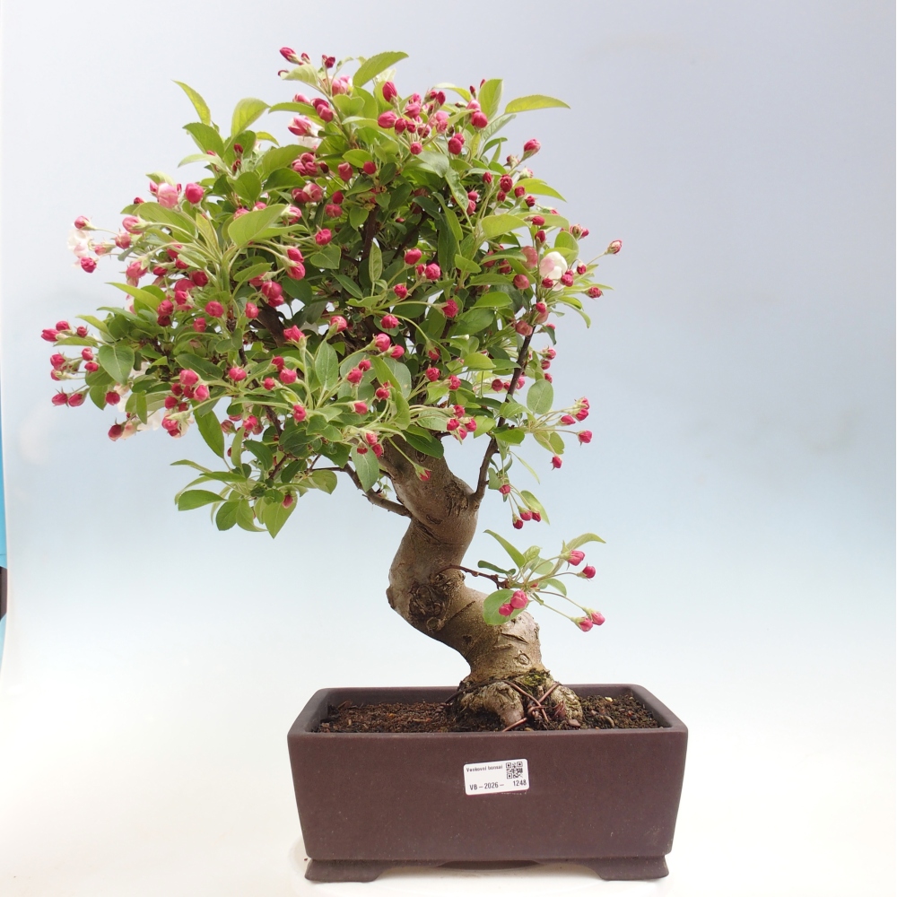 Bonsai da esterno -Malus halliana - Melo a frutto piccolo