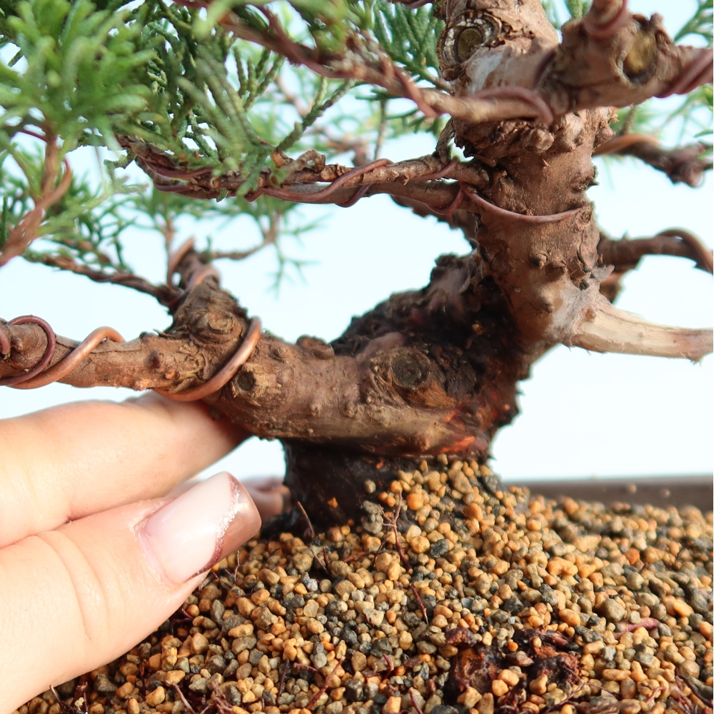 Bonsai da esterno - Juniperus chinensis Itoigawa