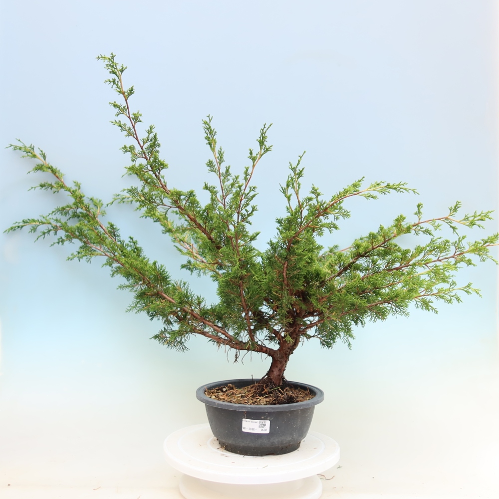 Bonsai da esterno - Juniperus chinensis Itoigawa
