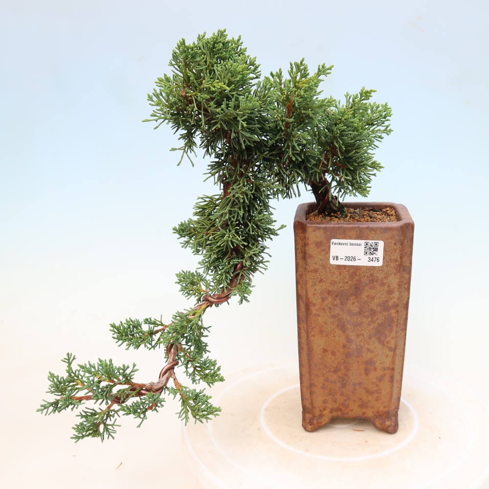 Bonsai da esterno - Juniperus chinensis Kishu