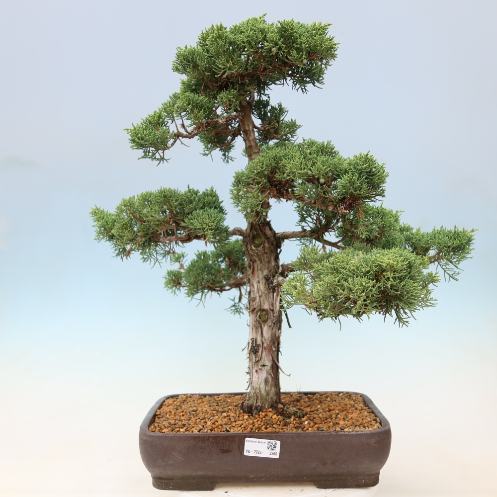 Bonsai da esterno - Juniperus chinensis Kishu