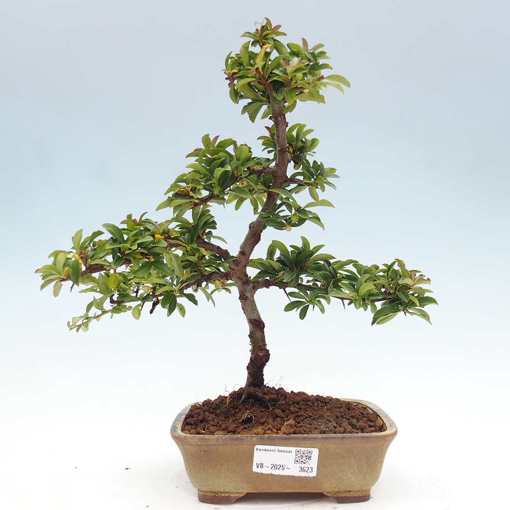 Bonsai da esterno-Pyracantha Teton -Hlox