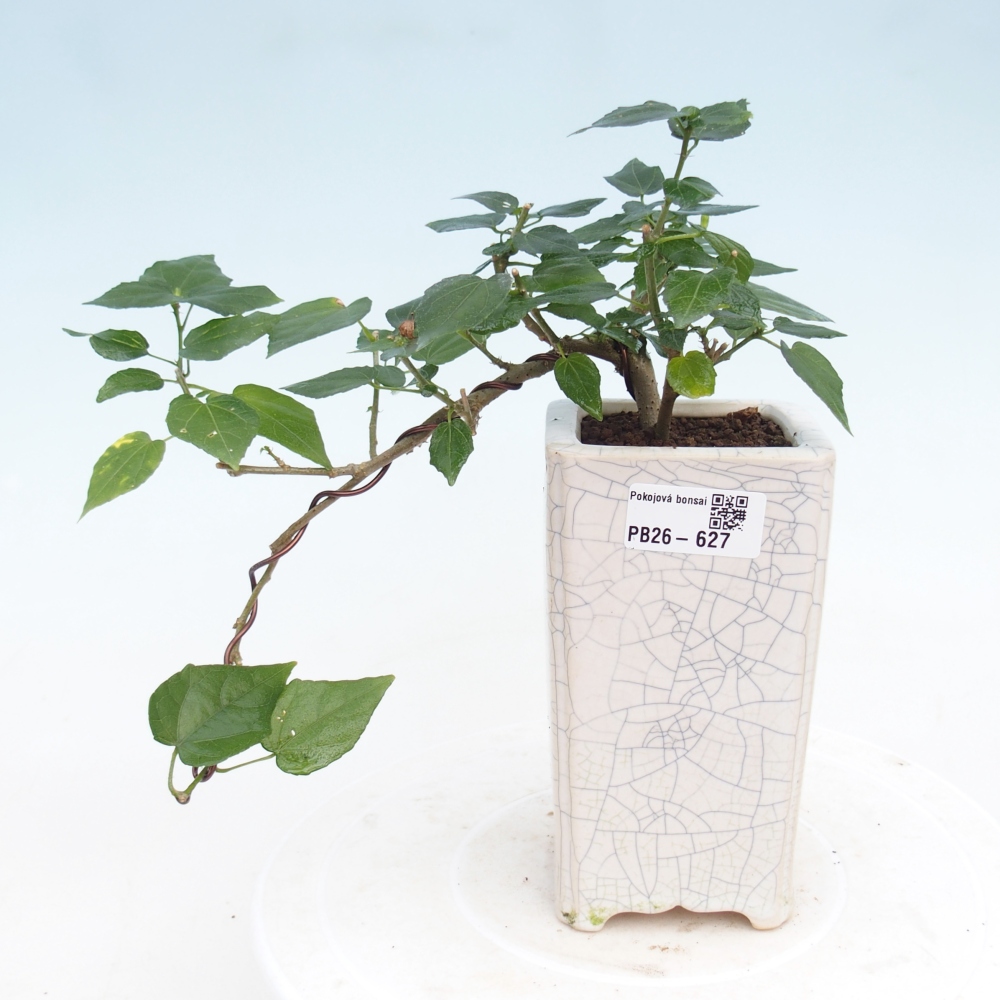 Bonsai da interno - Malvaviscus arboreus