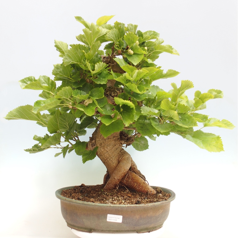 Bonsai da esterno -Morus alba - gelso