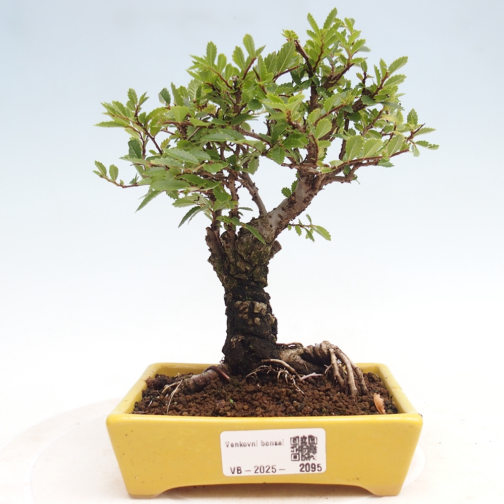 Bonsai da esterno - Zelkova - Zelkova NIRE
