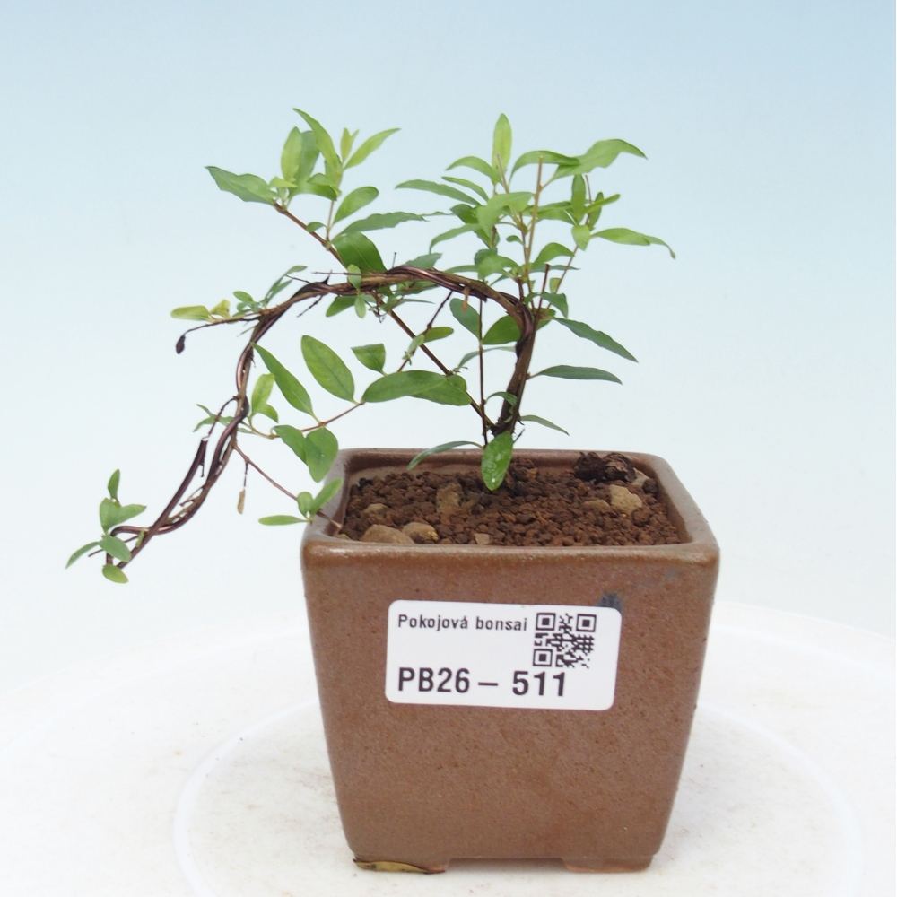 Camera bonsai-PUNICA granatum nana-Mela granata