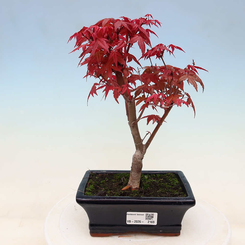 Bonsai da esterno - Acer palmatum DESHOJO