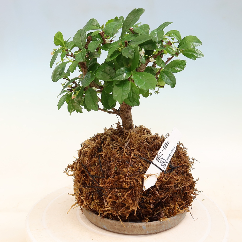 Kokedama con sottovaso - Čaj-fuki - Carmona macrophylla