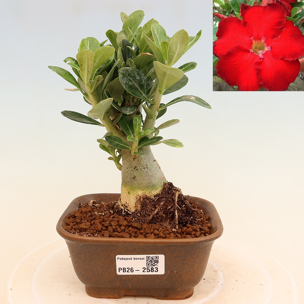 Bonsai da interno - Adenium obesum Red Star - Rosa del deserto