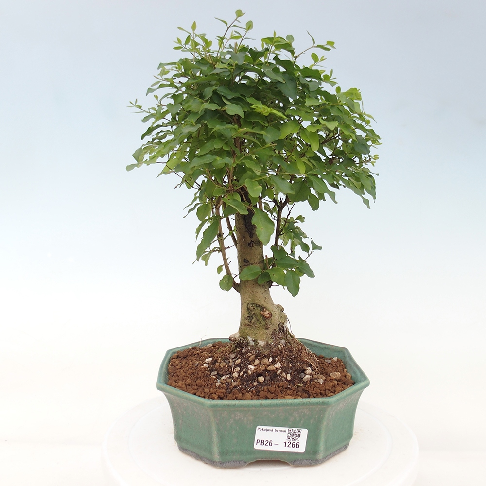 Camera bonsai -Ligustrum chinensis - Becco d'uccello