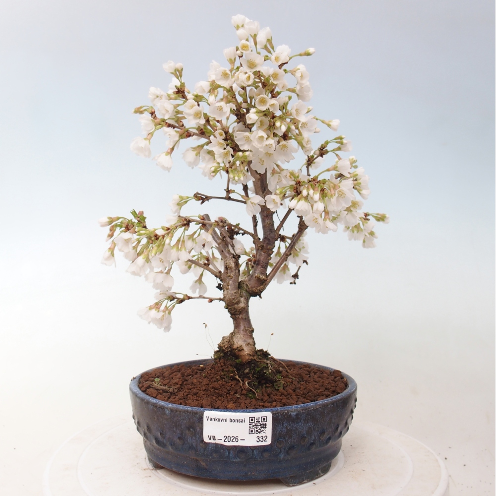 Bonsai da esterno - Prunus incisa Kojou-no mai-Plivon ritagliato