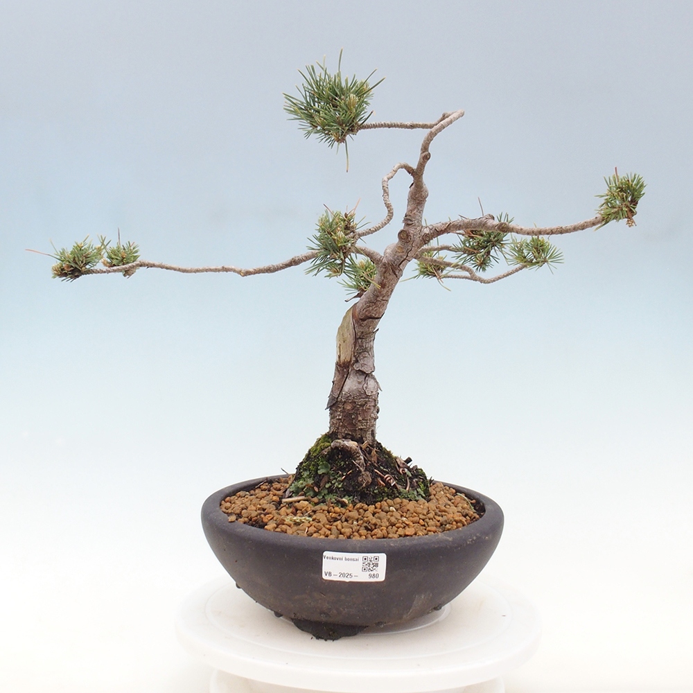 Bonsai da esterno - Pinus Sylvestris Watererri - Pino silvestre