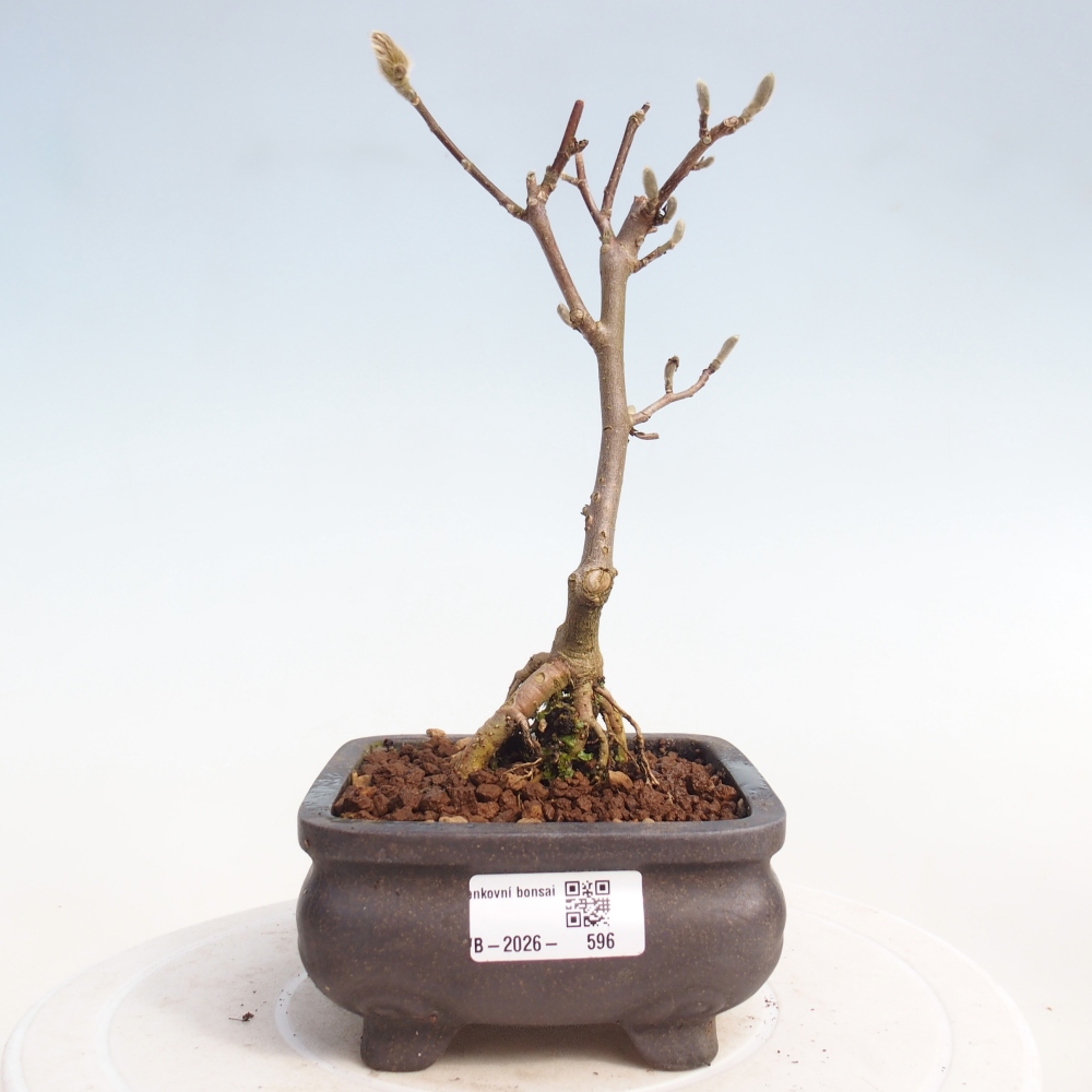 Bonsai da esterno - Magnolia stellata